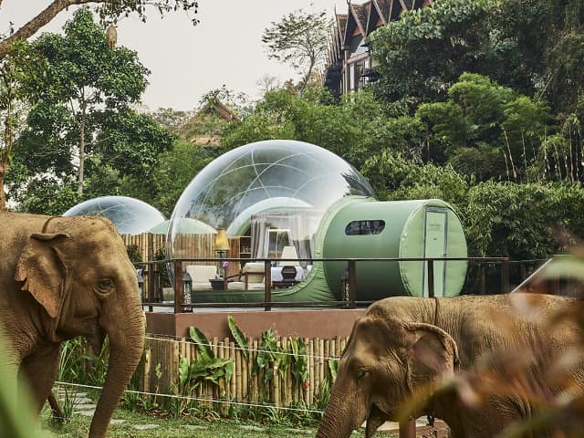 Tailandia anantara goldentriagleelephantcamp guestroom bolha elefante